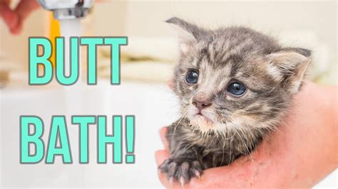 Giving Kittens an Oopsie-Poopsie Butt Bath - YouTube