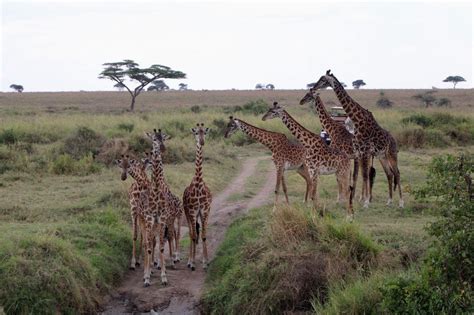 Quels sont les 10 meilleurs parc à voir lors d un safari en Tanzanie