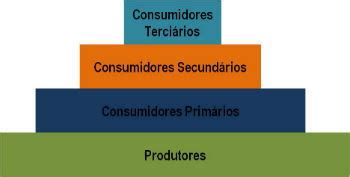 Piramide Ecologica De Energia - Pirâmides Ecológicas: número, biomassa, energia e exercícios - Toda Matéria