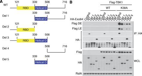 Tbk Directly Interacts With Exo Through The Coiled Coil Domain Of