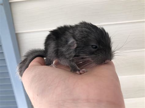 Black Velvet Chinchillas