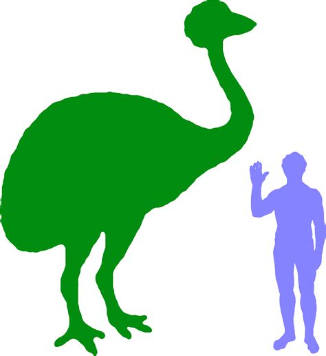 Elephant Bird Size