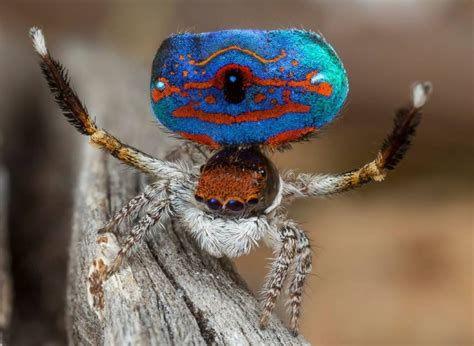 These 7 New Species of Adorable Little Peacock Spiders Will Make You Go ...