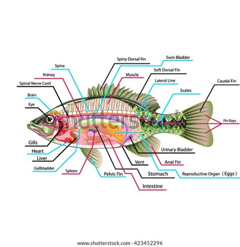 Fish Internal Organs Vector Art Diagram Stock Vector (Royalty Free ...