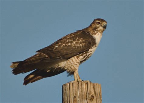 Mojave Hi Desert Hawk ID - Help Me Identify a North American Bird ...