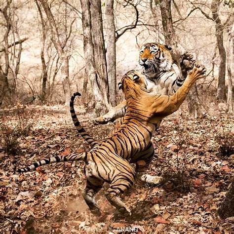 Amazing Moment Captured Of A Tigeress Lashing Out At A Male Tiger After Mating Photo By