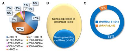 Characteristics Of Circrnas Expressed In Pancreatic Islets A Download Scientific Diagram