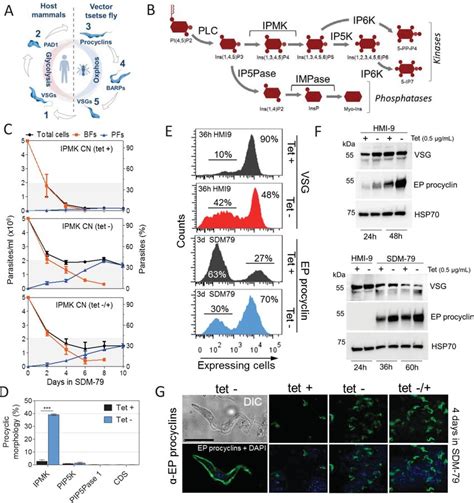 IPMK Regulates Development Of BF T Brucei To PF A Diagram Of The T