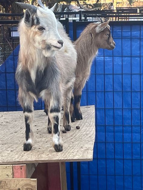 Louisiana Goats Buy Sell And Trade | Facebook