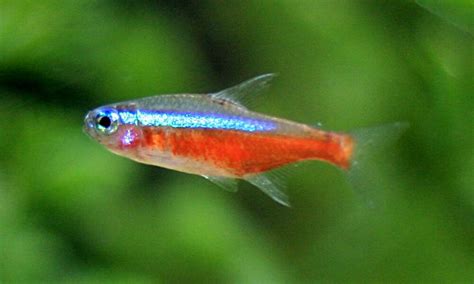 Cardinal Tetra Species Overview And Care Guide