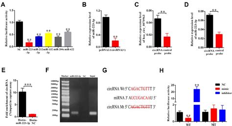 Figure From Hsa Circ Inhibits Liver Fibrosis Via Regulation