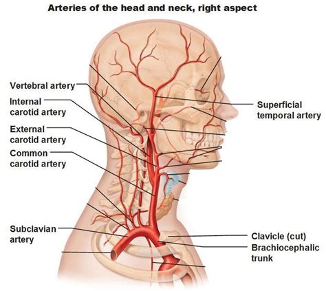 miscellaneous - BRANCHES OF EXTERNAL CAROTID ARTERY - Dr. Meenesh ...