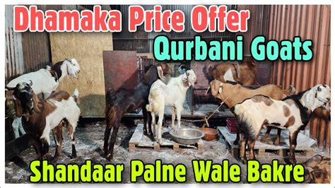 Dhamaka Price Offer Saste Qurbani Ke Bakre Reasonable Price Goats At