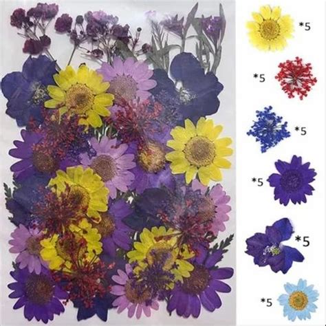 Pcs Natural Real Dried Pressed Flowers For Decoration At Rs