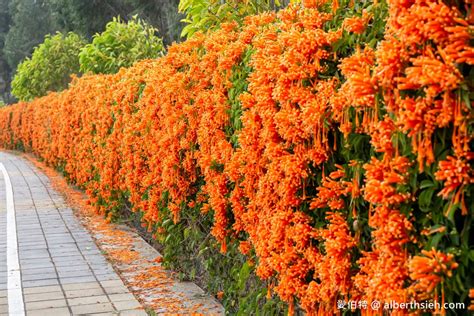 后科路炮仗花海．台中后里免費景點（綿延數百公尺的炮仗花牆盛開中，絕美橘色花牆等你來拍ig美照）