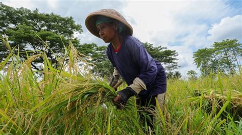 Petani Tolak Rencana Impor Beras Bulog Tolong Serap Hasil Panen Raya