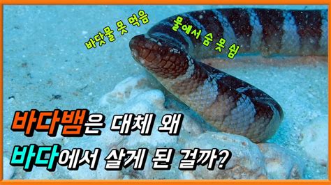 바다뱀이 바다에서 살 수 있었던 이유 Youtube