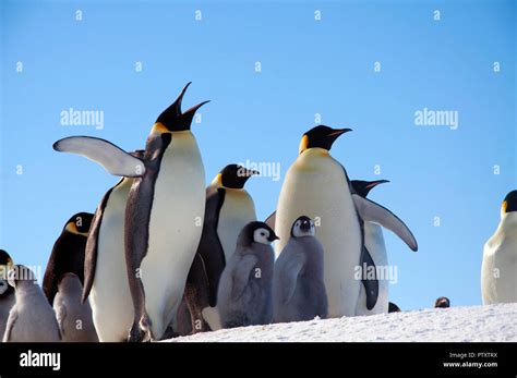 Emperor penguin colony antarctica hi-res stock photography and images ...