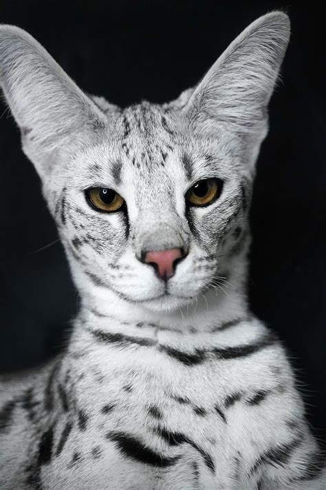 White Savannah Cat Savannah Cat Pretty Cats Beautiful Cats