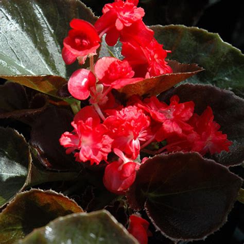 Doublet Red Begonia Buchanan S Native Plants