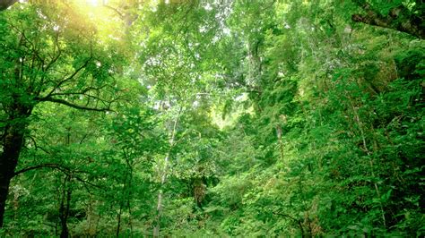 Unveiling Erawan National Park: A Dive into Thailand's Pristine Wilderness