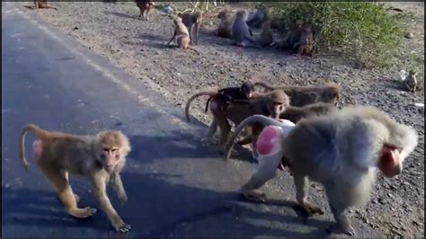 The Amazing African Wildlife Baboon Youtube