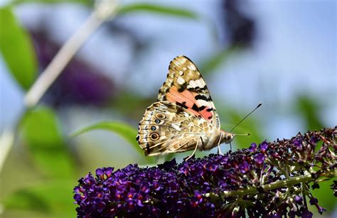 Vanessa Cardui Flor Mariposa Foto Gratis En Pixabay Pixabay