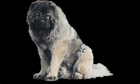 Caucasian Shepherd Training & Caucasian Ovcharka Dog Trainers