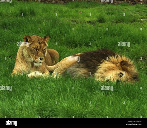 Group Male Lions Resting Hi Res Stock Photography And Images Alamy