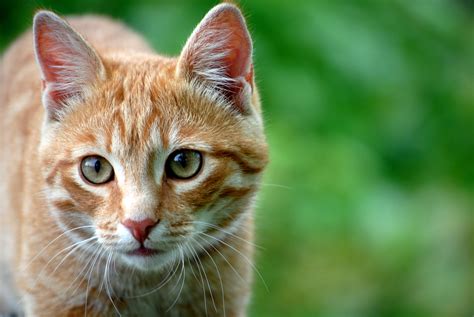 Download Close Up Animal Cat 4k Ultra Hd Wallpaper