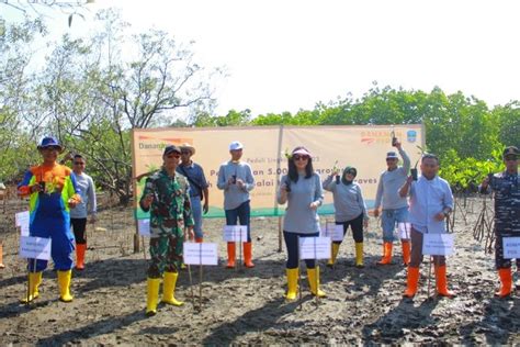 Danamon Target Tanam 30 000 Pohon Mangrove Di 2023 Inisiatif Turunkan