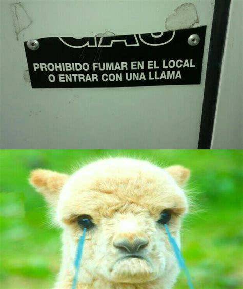 Top Memes De Llama En Español Memedroid