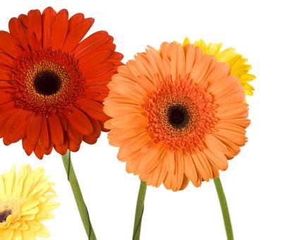 Free flower Stock Photos - Stockvault.net