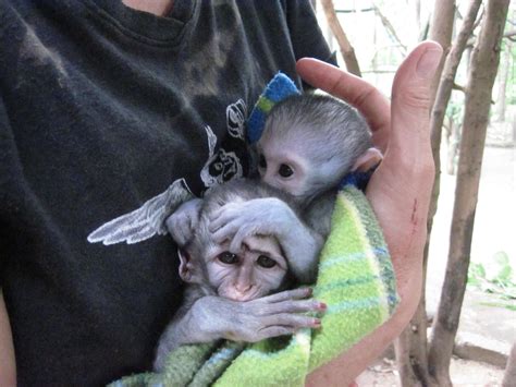 Foster monkey moms: A second chance for orphans — The Safina Center