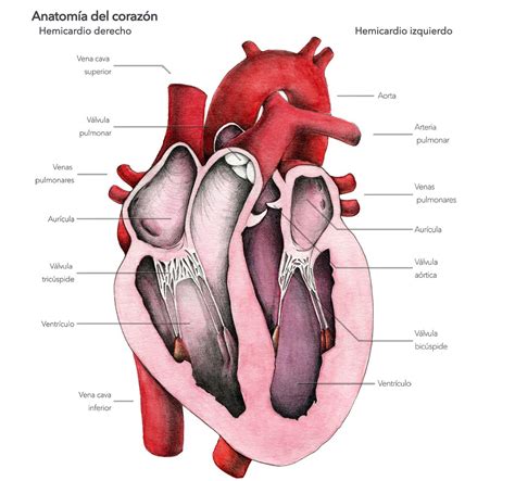 Partes Del Corazon