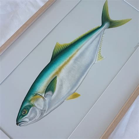 Original Yellowtail Kingfish Artwork Brittany March