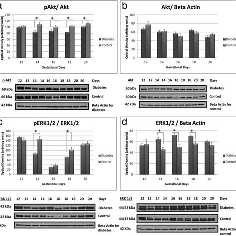 Western Blot Analyses Of P Akt Akt P Erk12 And Erk12 Proteins In Download Scientific