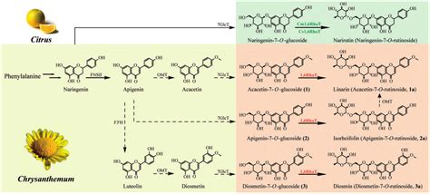 Biosynthetic Pathway Of Proposed Frs In Chrysanthemum And Specialized