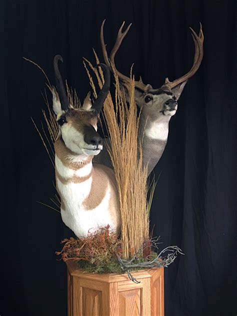 Antelope Taxidermy In Wyoming And Colorado