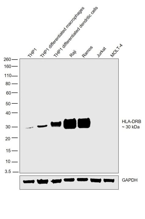 Hla Dr Beta Polyclonal Antibody Invitrogen L Unconjugated