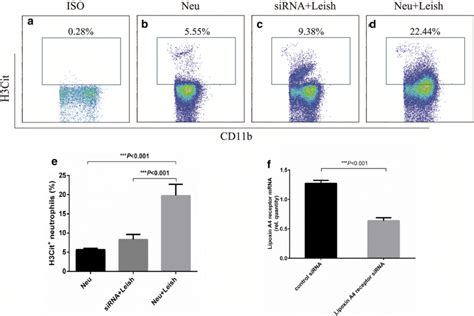 H3Cit Formation In Neutrophil Like HL 60 Cells With Without Lipoxin A4