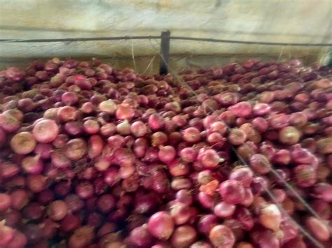 A Grade Maharashtra Nasik Onion Packaging Size Kg Onion Size