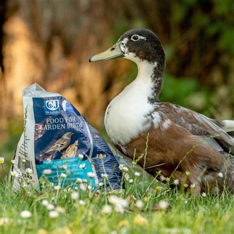 Trust birds Shop for Premium, Reliable CJ Wildlife Duck & Swan Food.