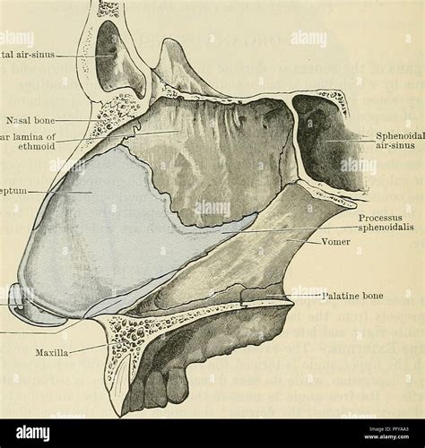 Greater alar cartilage hi-res stock photography and images - Alamy