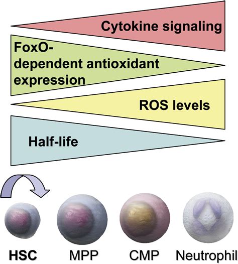 Foxo Transcription Factors And Stem Cell Homeostasis Insights From The