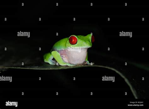 Black Eyed Leaf Tree Frog Hi Res Stock Photography And Images Alamy