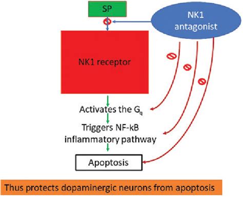 Figure From Crosstalk Between Neurokinin Receptor Signaling And