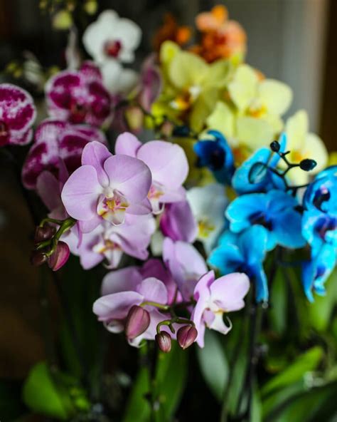 Orchid Colors: What They Symbolize and Their Meaning