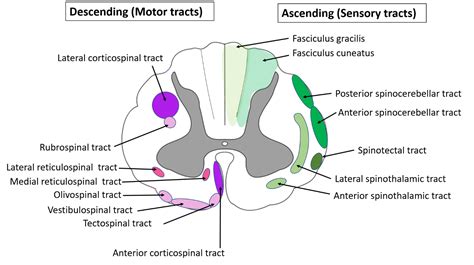 Spinal Cord Anatomy Qa