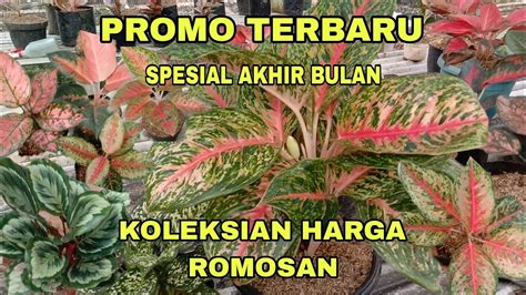 Promo Terbaruspesial Akhir Bulan Aglonema Koleksian Harga Romosan